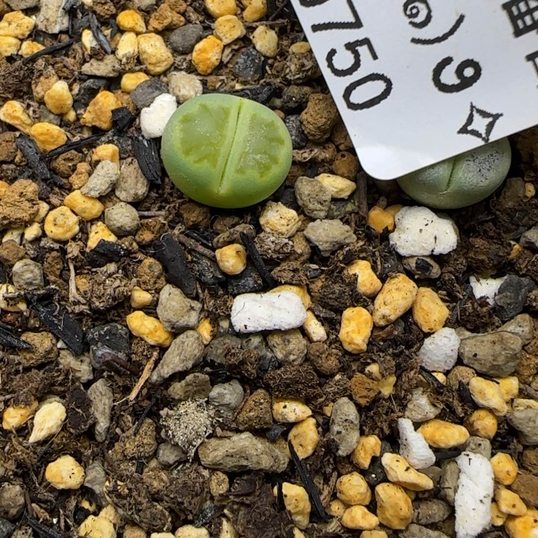 0750。默认脱土。18包邮。偏远88包邮