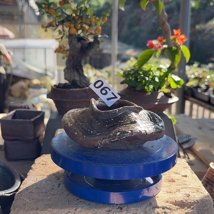 5.5x3.8/////////067//////肚宽12.5