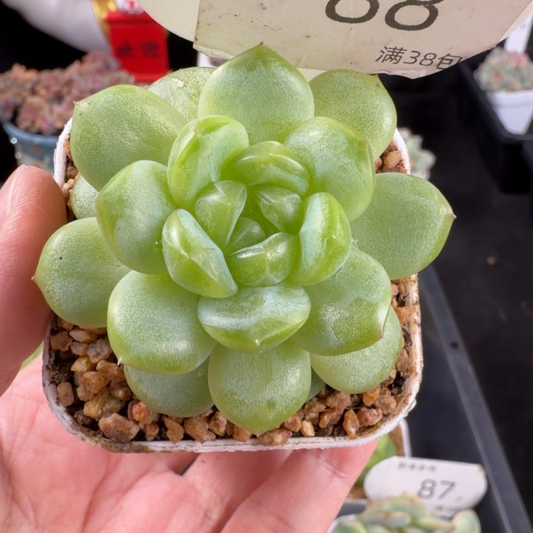 瑶瑶珍妮单头88号