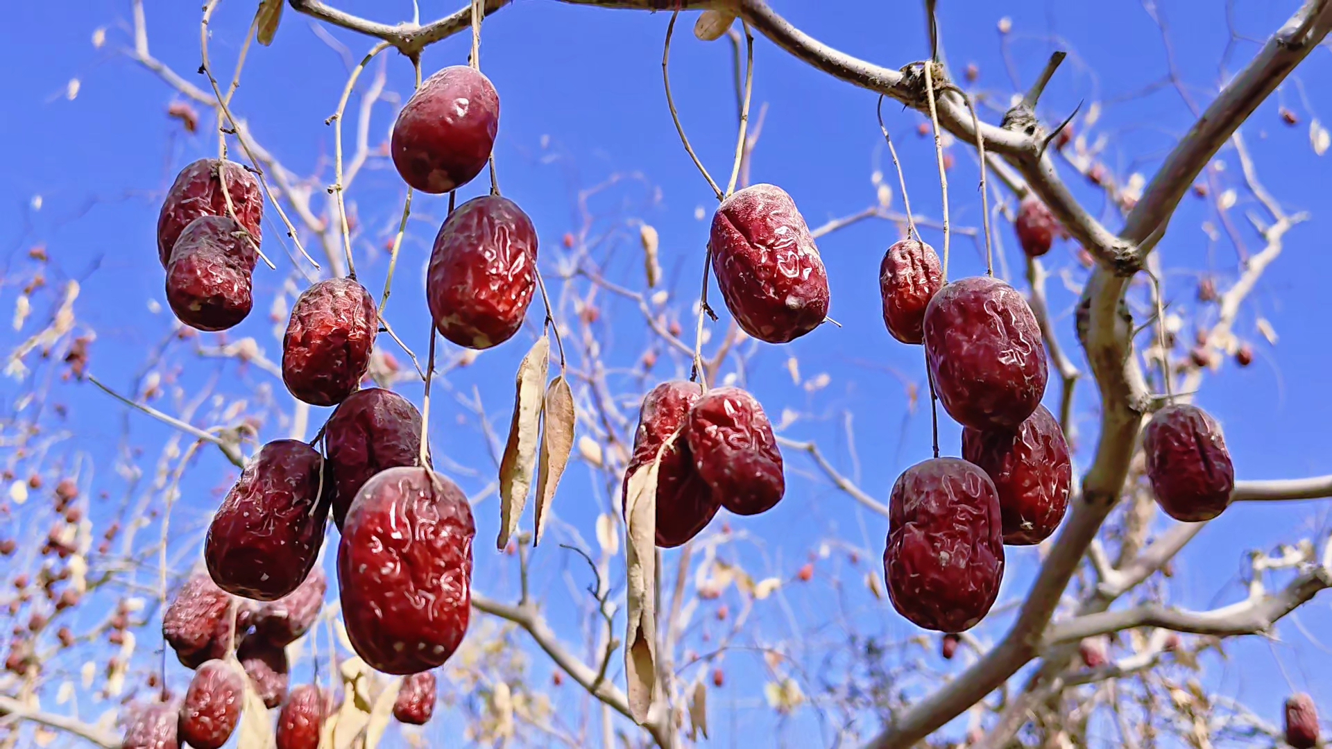 福利款拼手速，新疆灰枣，不水洗不加工，种植地直发【2025年灰枣】