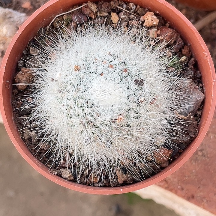 白小丁仙人球仙人球