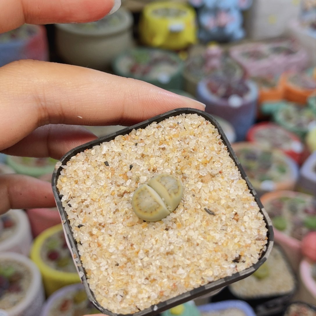 黄绿饼干054。8888888888888888