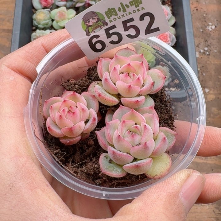 多肉植物多肉植物