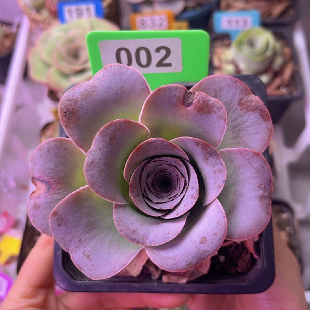 单颗老桩玫瑰002 裸根发