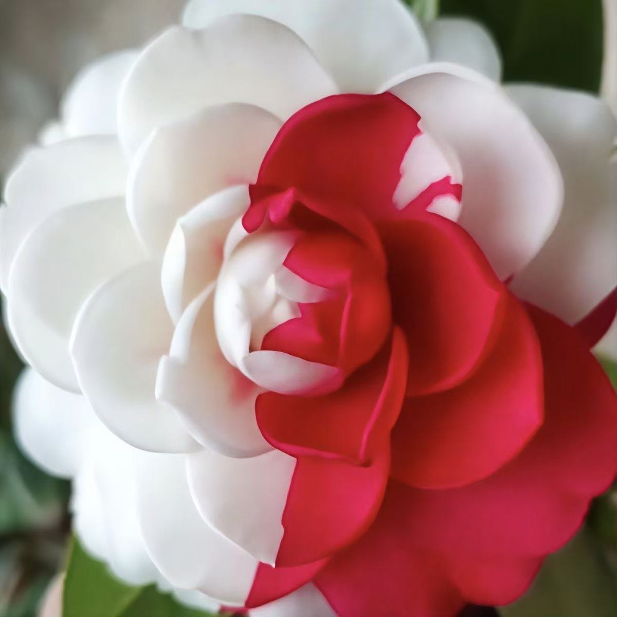 【超五】稀有品种山茶花盆栽好养