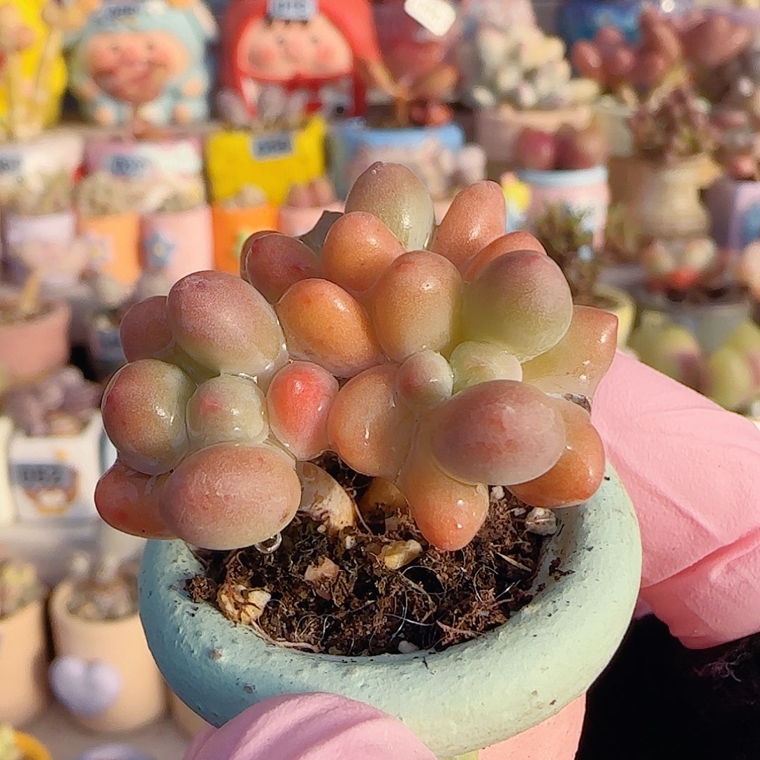 L小樱花奶 盆口2.5cm