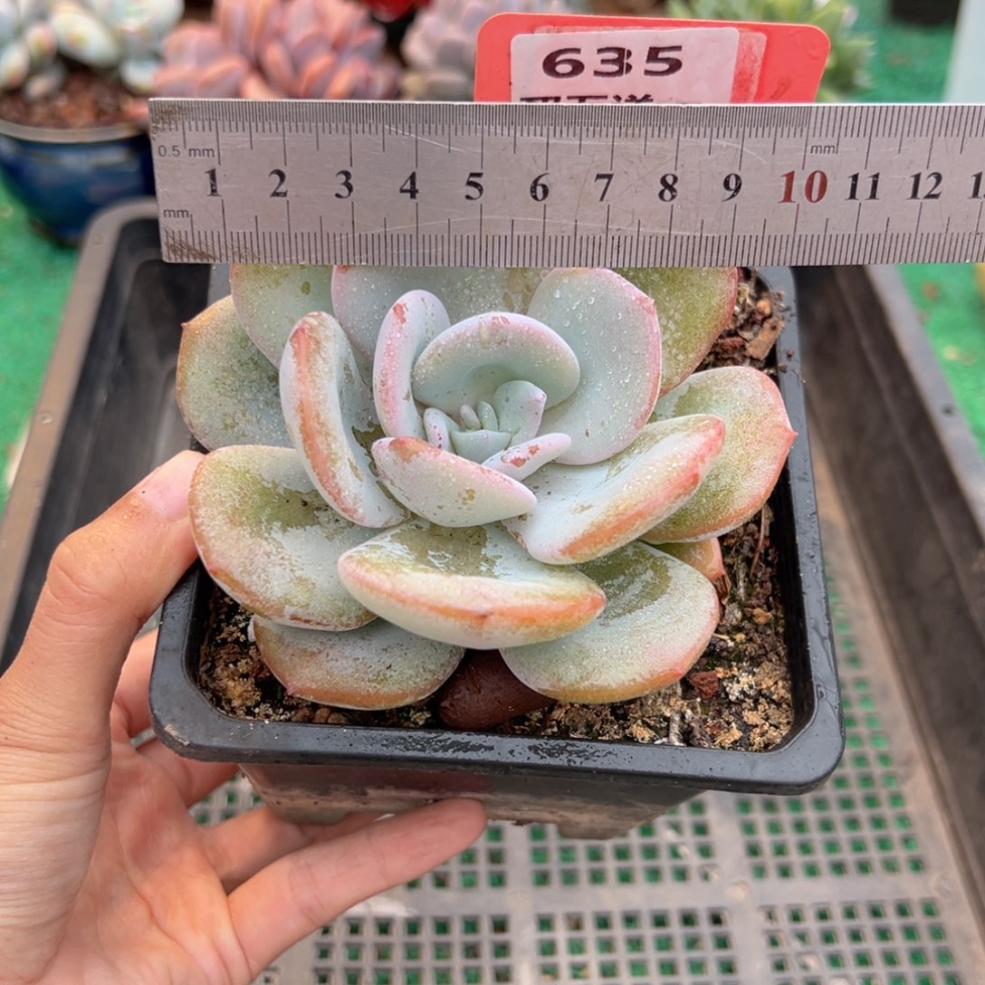 表妹精品多肉植物635.