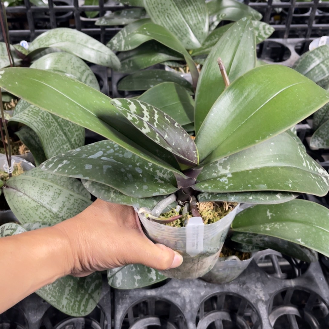 当前无花栽培后可以开花山採西交白史3.5大壮花剑苗