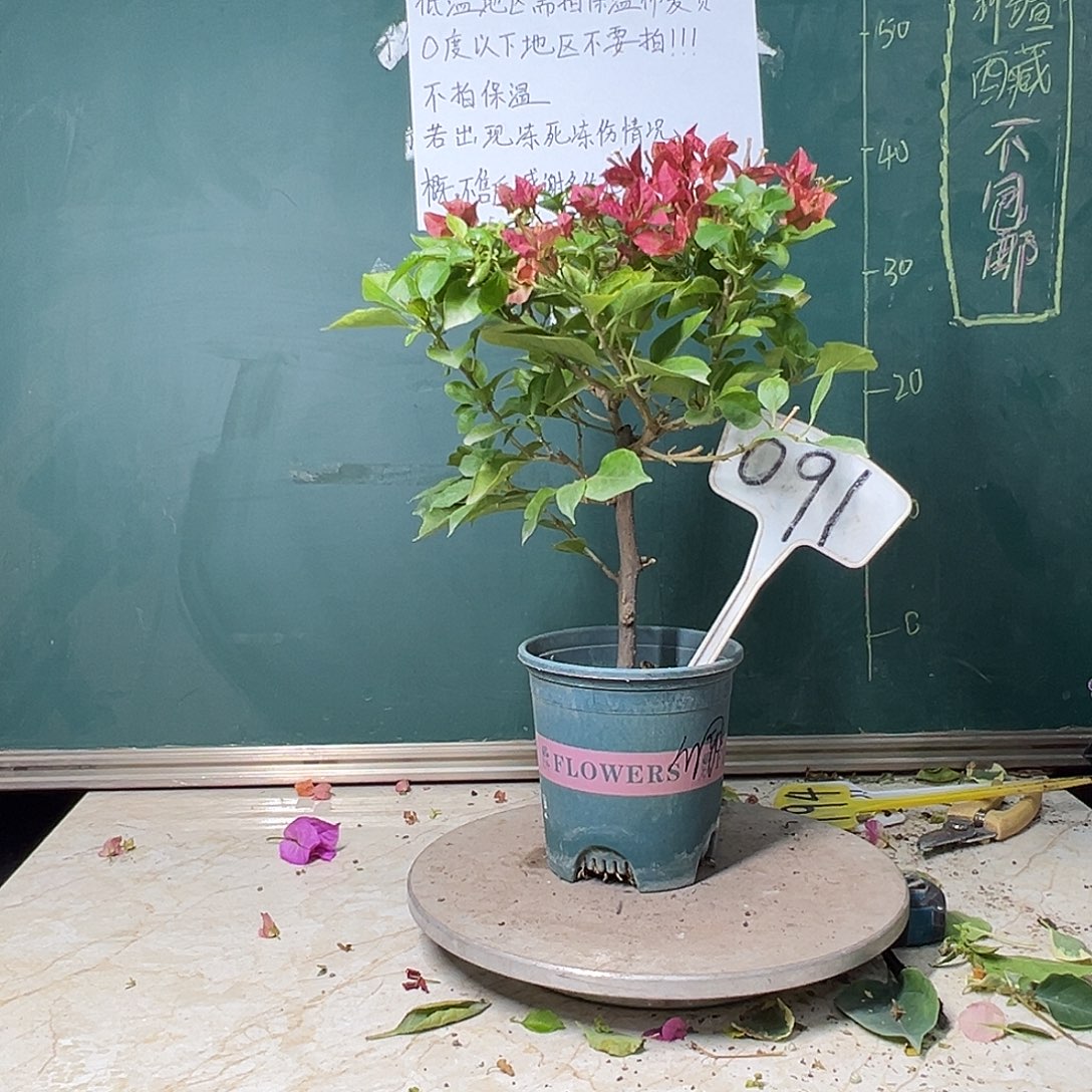 完全开放佩德罗 091