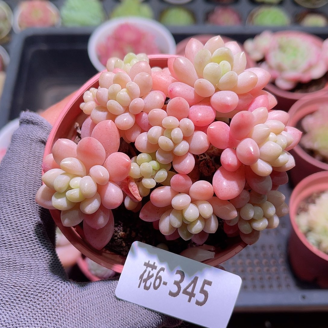 花06-345洛可可群