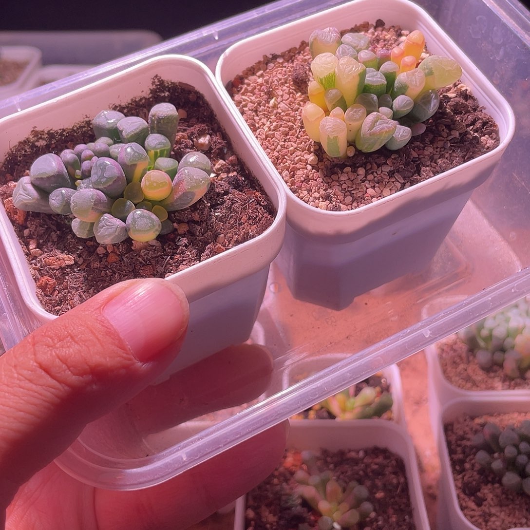 五十玲玉锦特价包邮