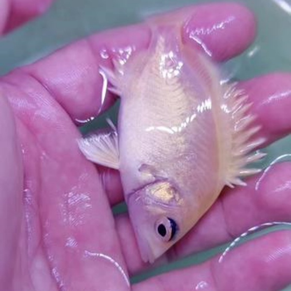 观赏鱼虎鱼变异苏虎黄化虎白化虎萌宠活体