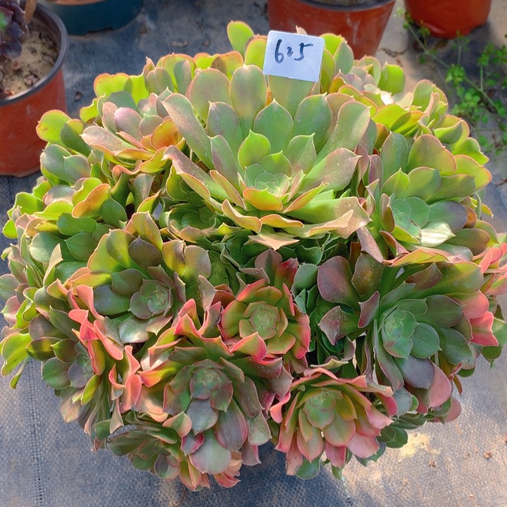 625七彩绍羞精品法师多肉