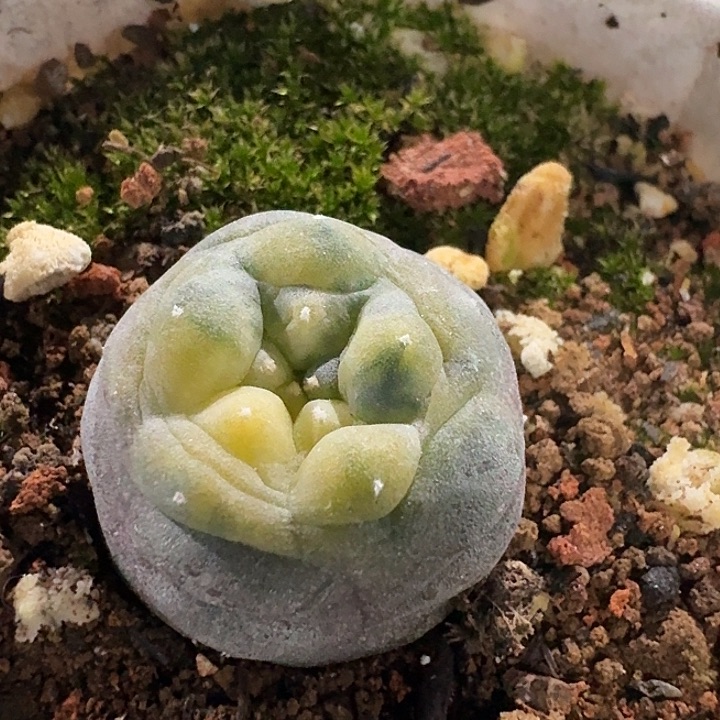 小鱼锦实生仙人球