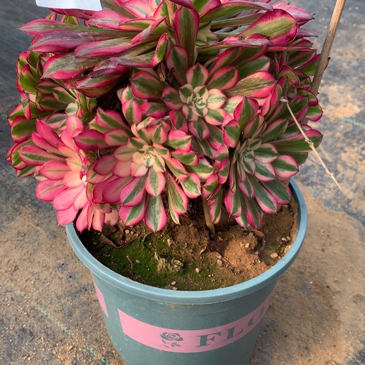 208红铜多肉植物特价