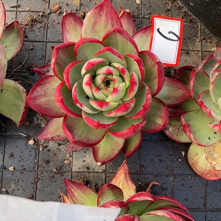 言***。6//////////////：/