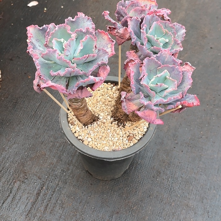 多肉植物，舞会红群