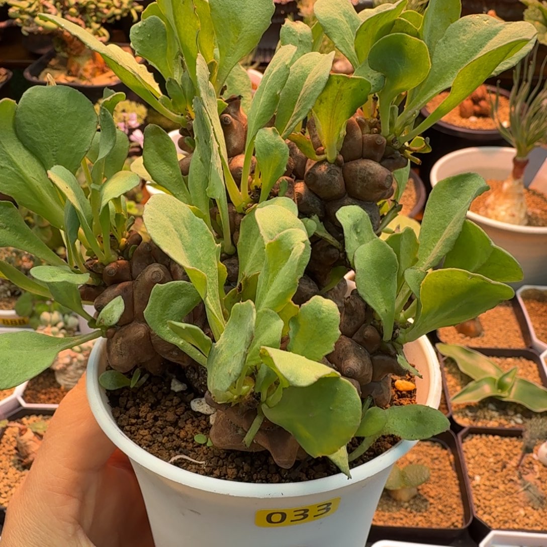 蛮鬼塔033 仙人掌