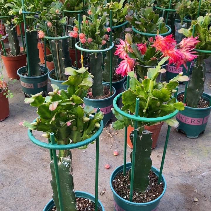 大部分花苞少量开放开***心370嫁接086