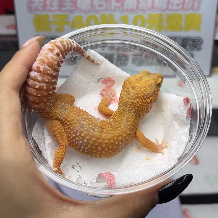 豹纹守宫暴龙 妹妹 v190