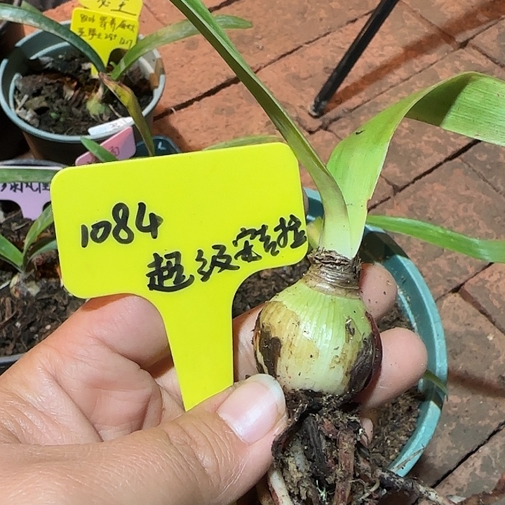 蓝****超级安吉拉2.8厘米朱顶红