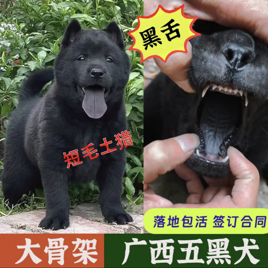 广西田园犬五黑犬五红犬土松犬四眼犬虎斑犬幼犬出售