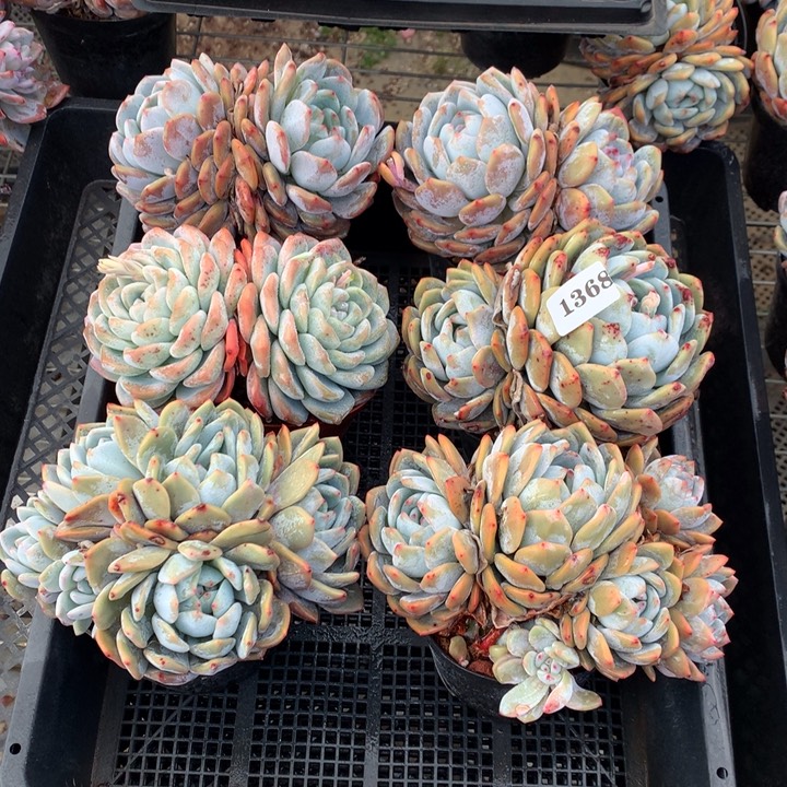 茶***呵1368六个嗯嗯嗯嗯嗯嗯嗯好