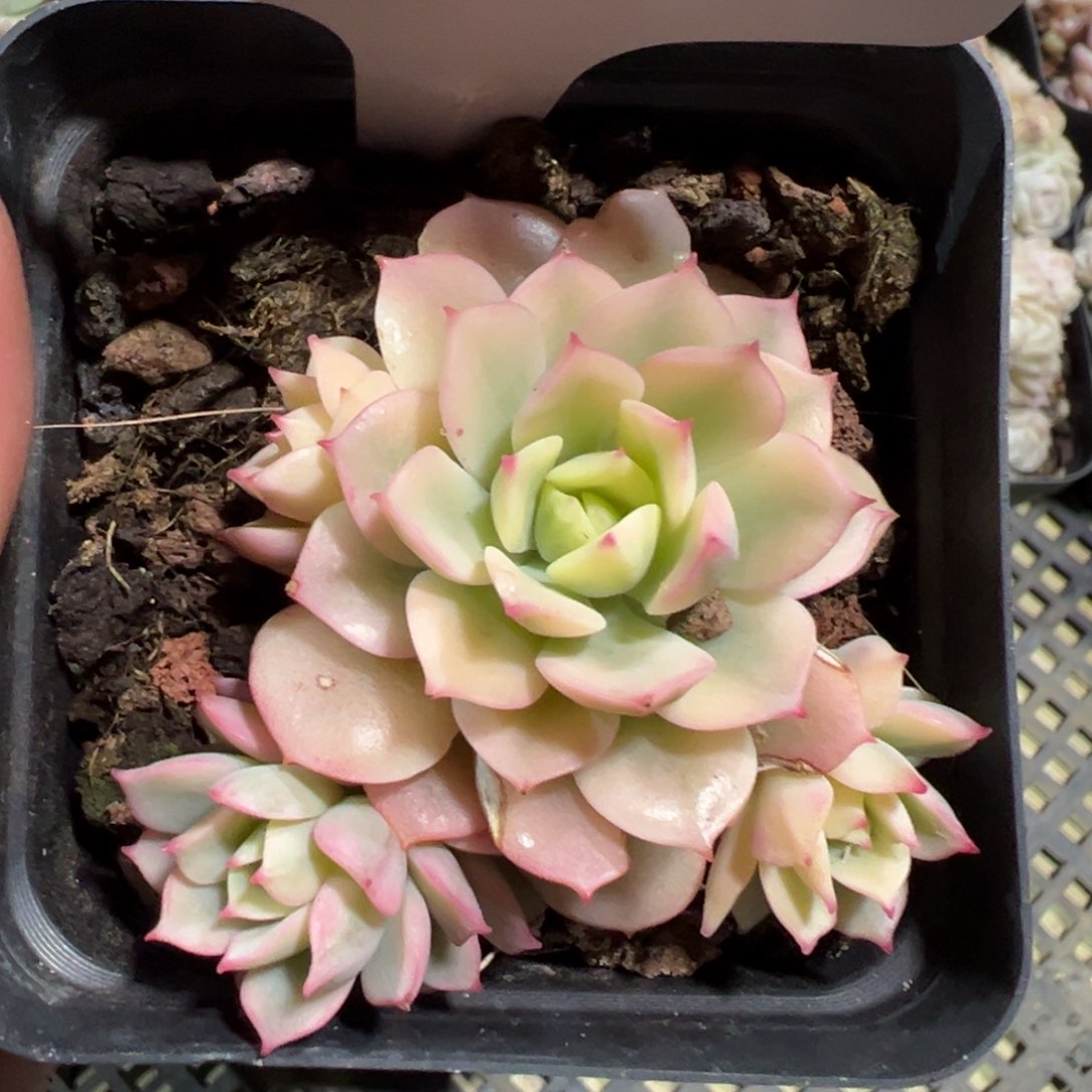 多肉植物多肉植物