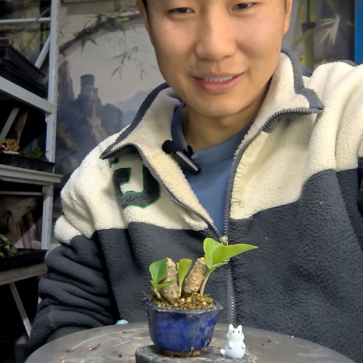 云***0中青园艺一物一拍花436