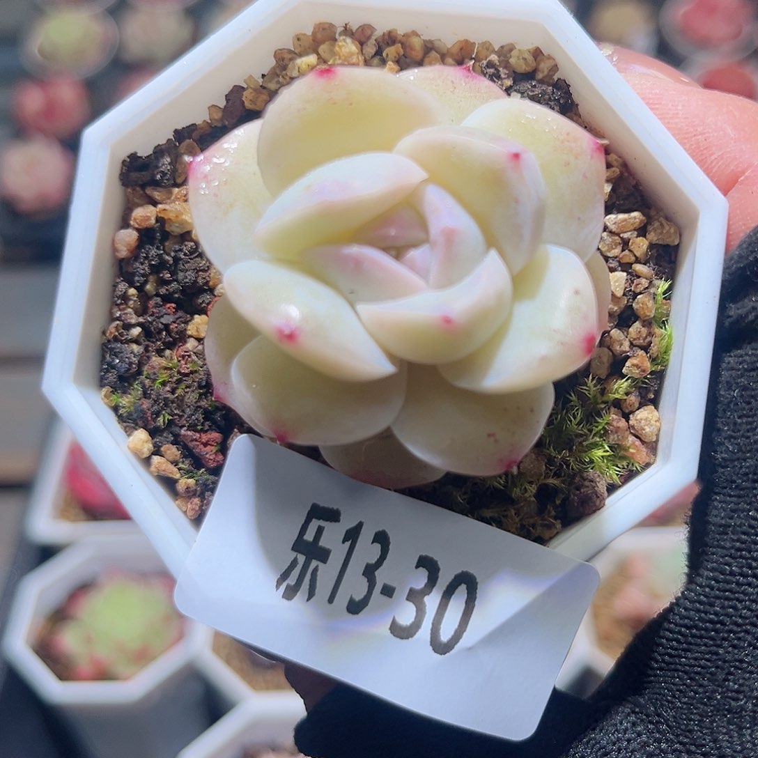 乐13-30 精选溏心