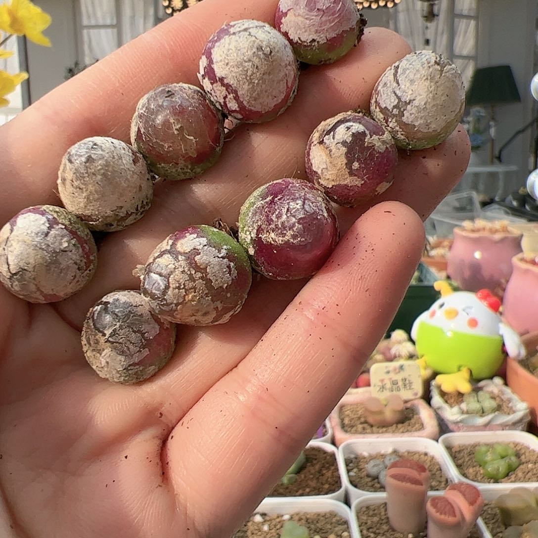 【闪购商品】131 灯泡*10