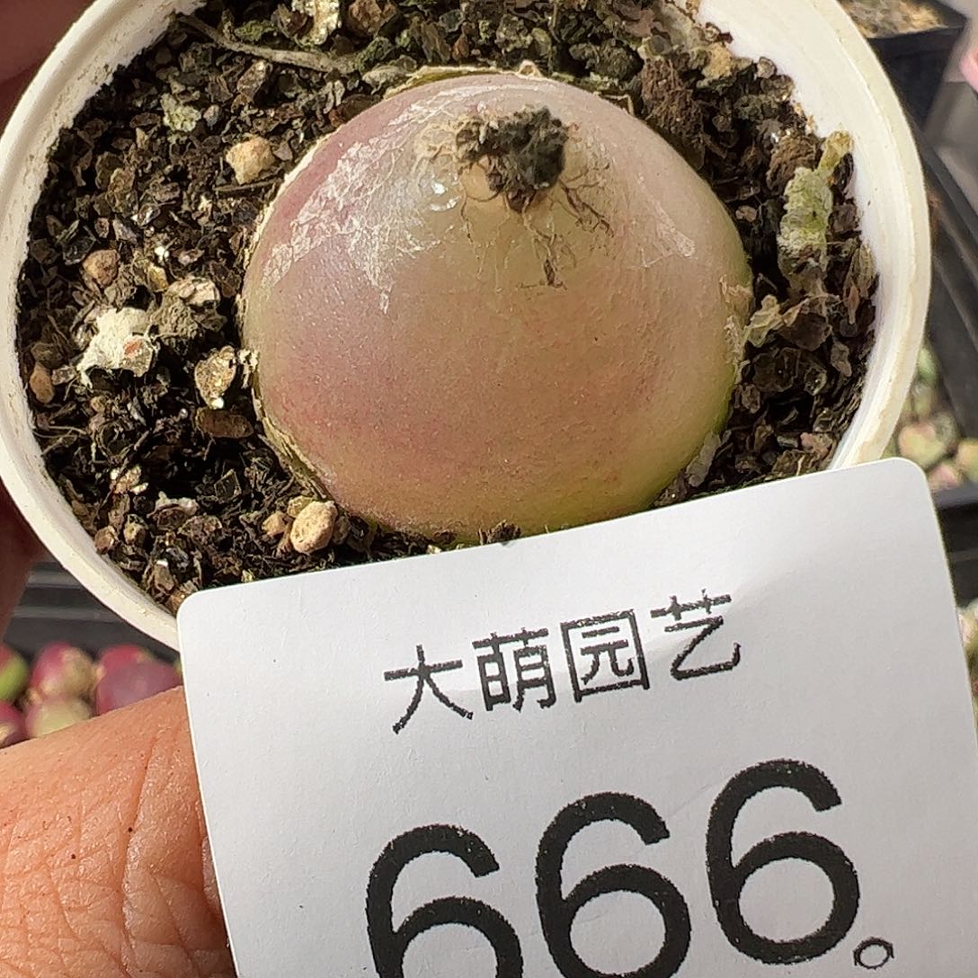 一物一拍。    666
