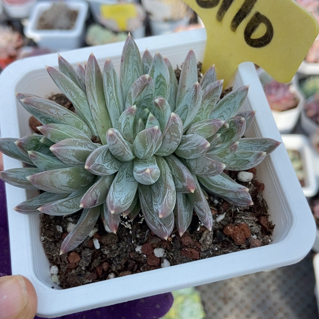 6110水晶蟹爪多肉植物