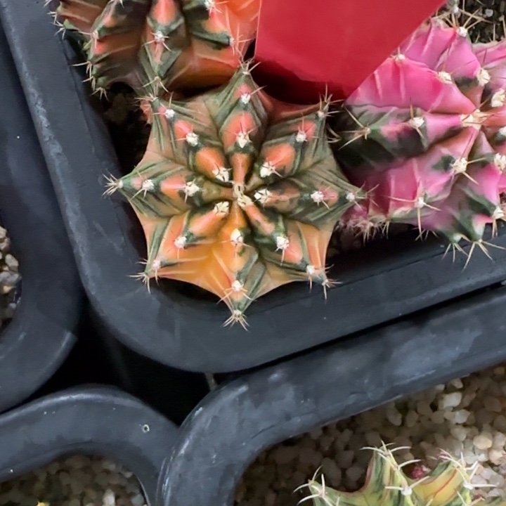 26-1230泰国发货多肉