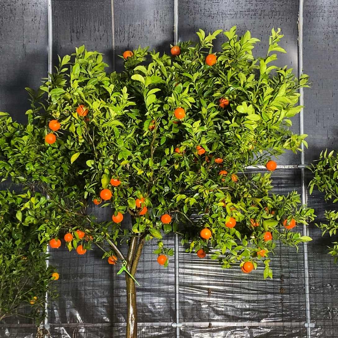 完全开放美国糖橘 东方红橘