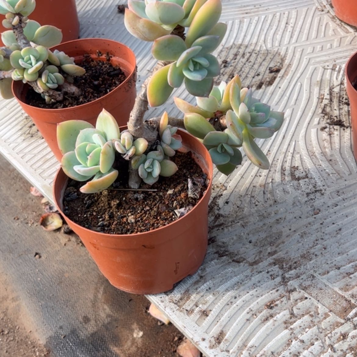 【闪购商品】无花朵用****4