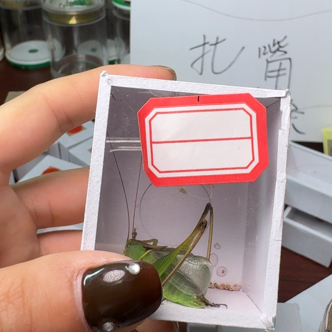 鸣***哥2条扎嘴。        