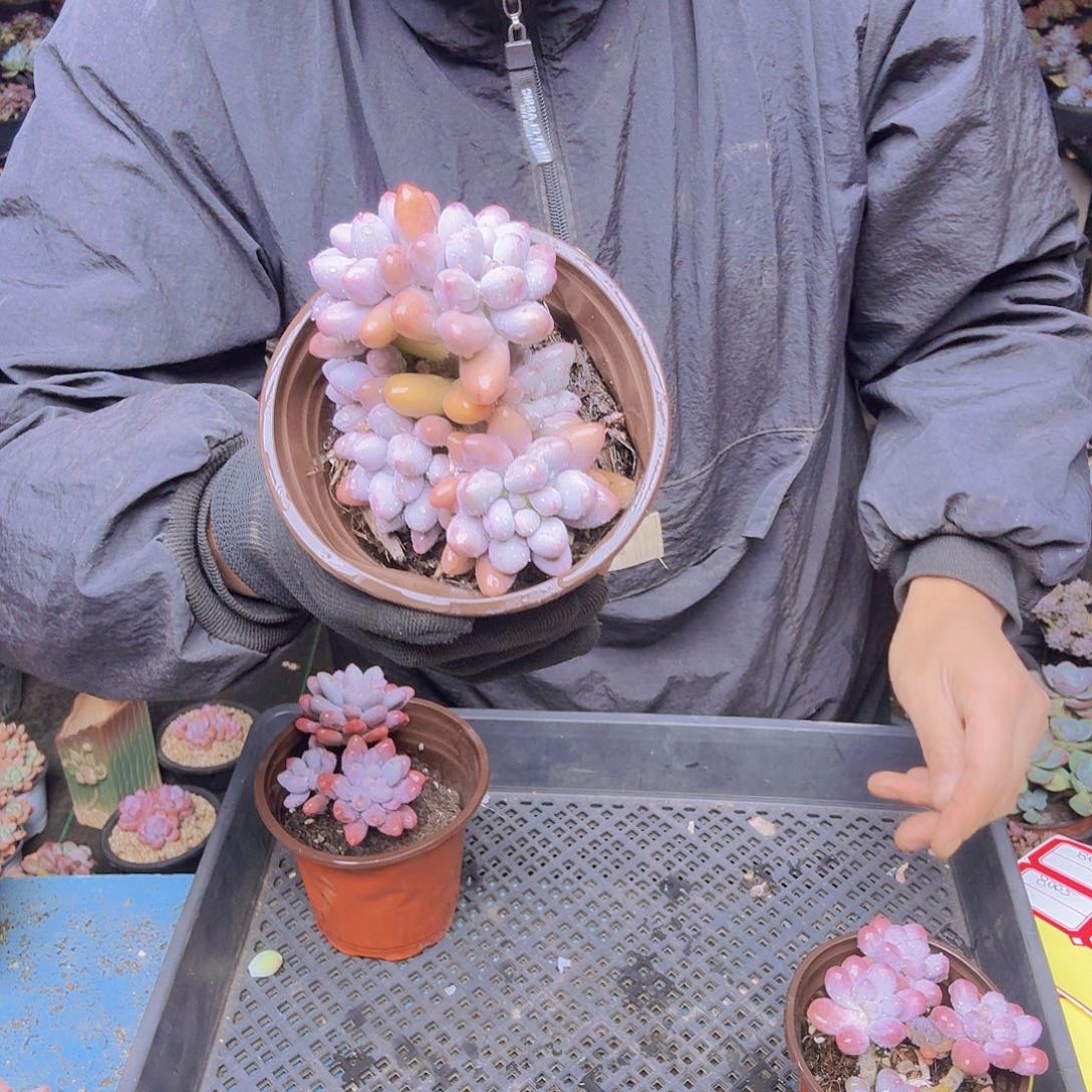 黑***服8002汤圆一物一拍