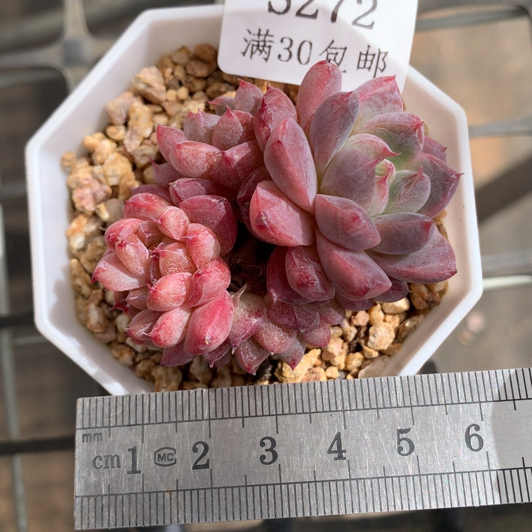 妙***佳272。阿尔巴佳人。送一颗。