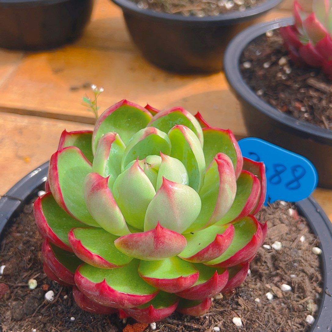 惊鸿仙子一物一拍3088号