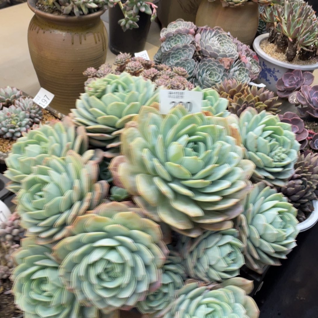 黑大帅多肉280恋曲