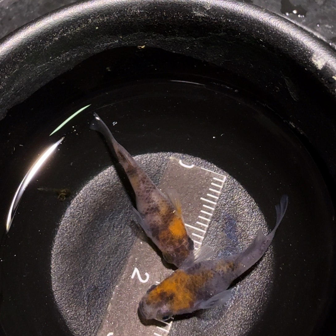 青鳉鱼一物一拍148