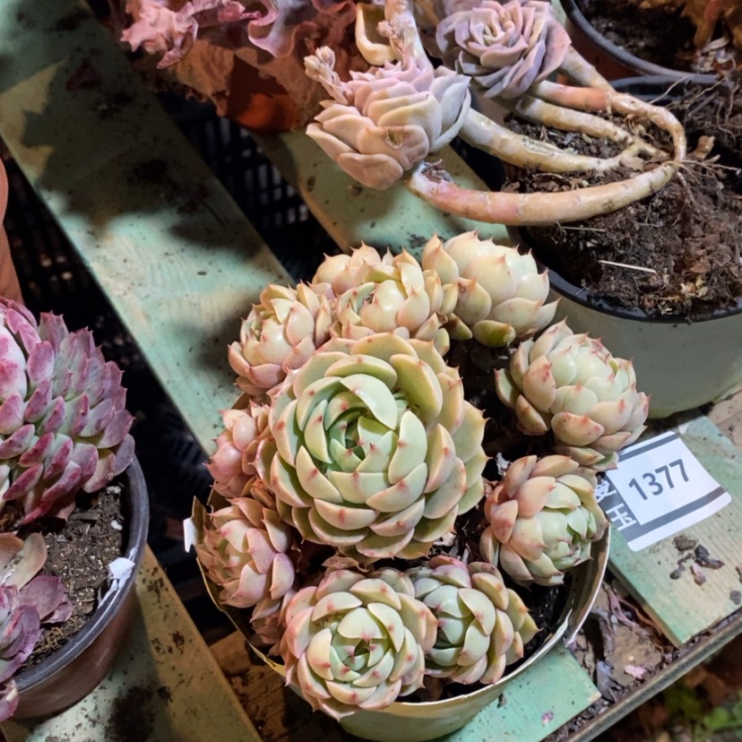 【闪购商品】笨吧1377