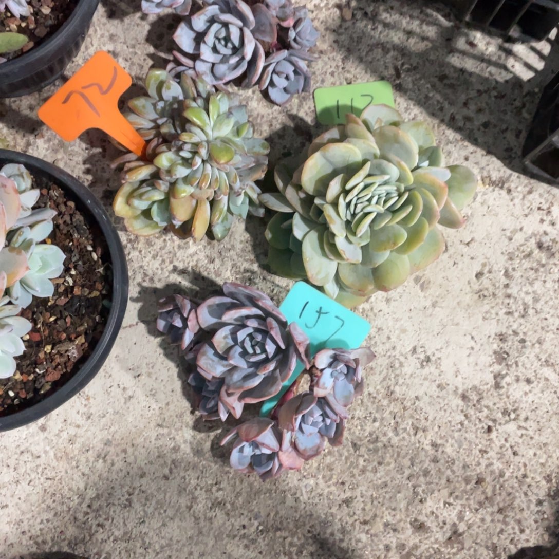 简****奶茶缀化多头群生157