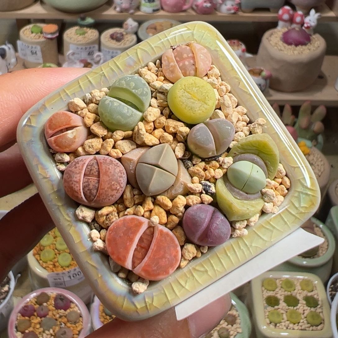 多肉植物138号彩色