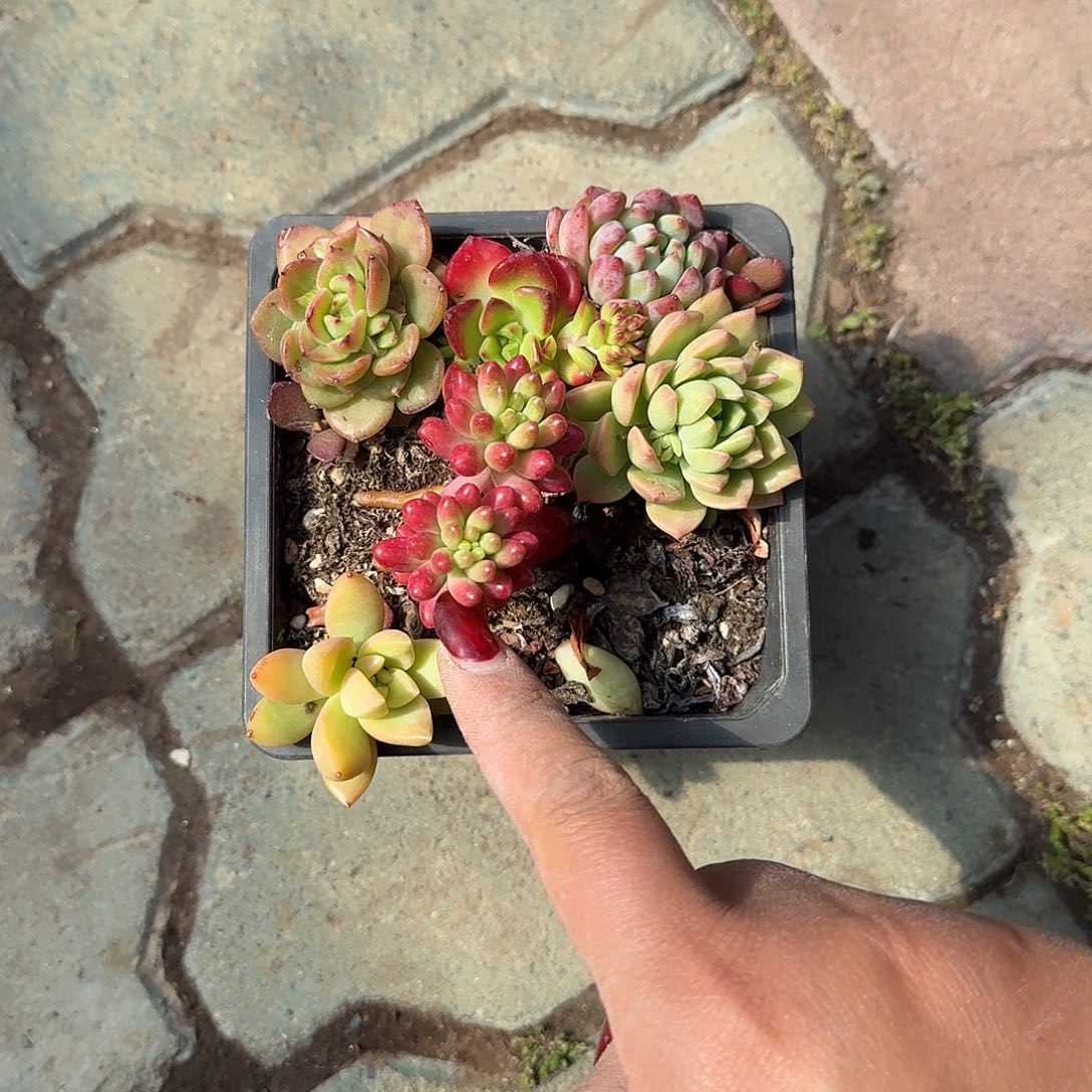 方盆拼盘多肉植物