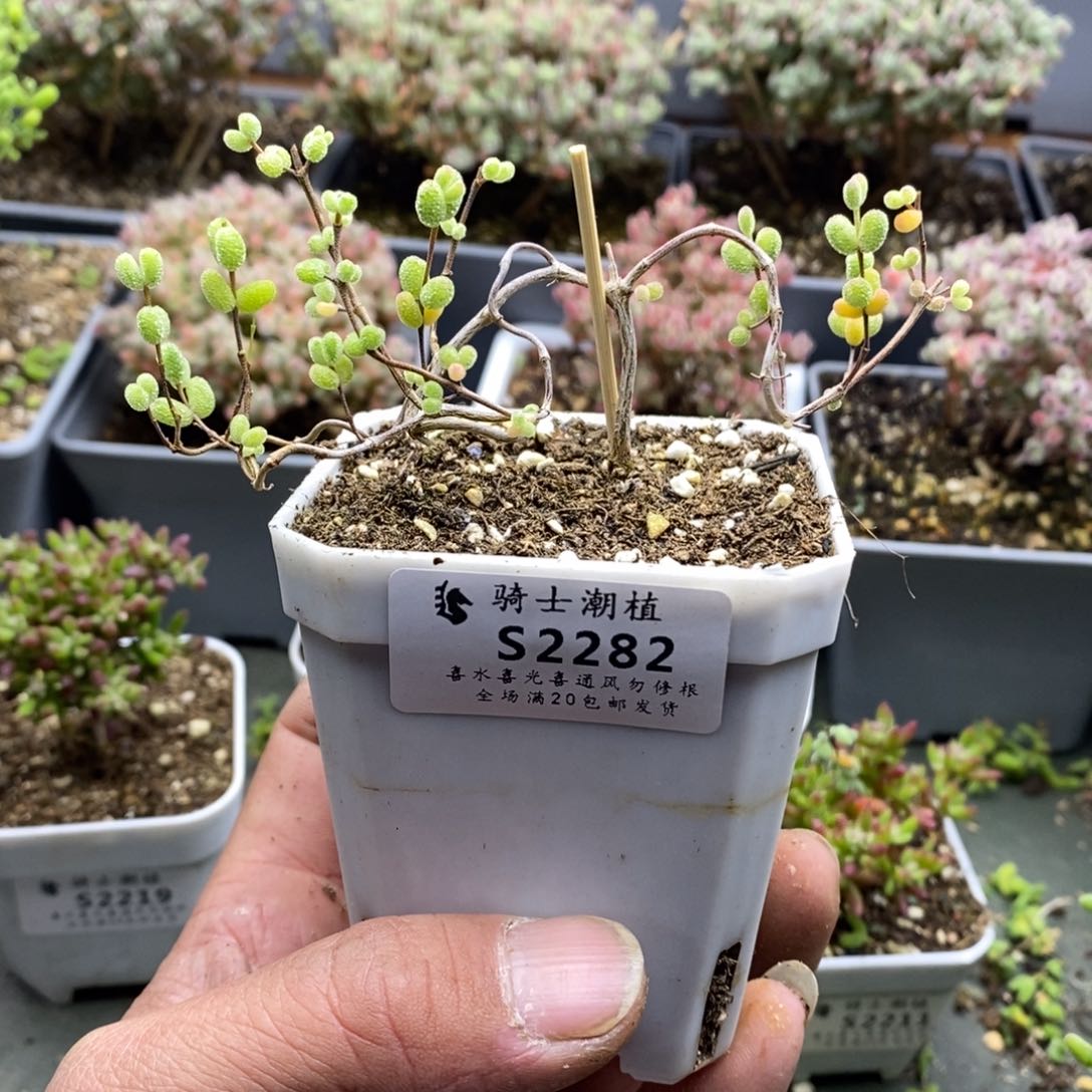 我****福2282糖球白虎斑锦