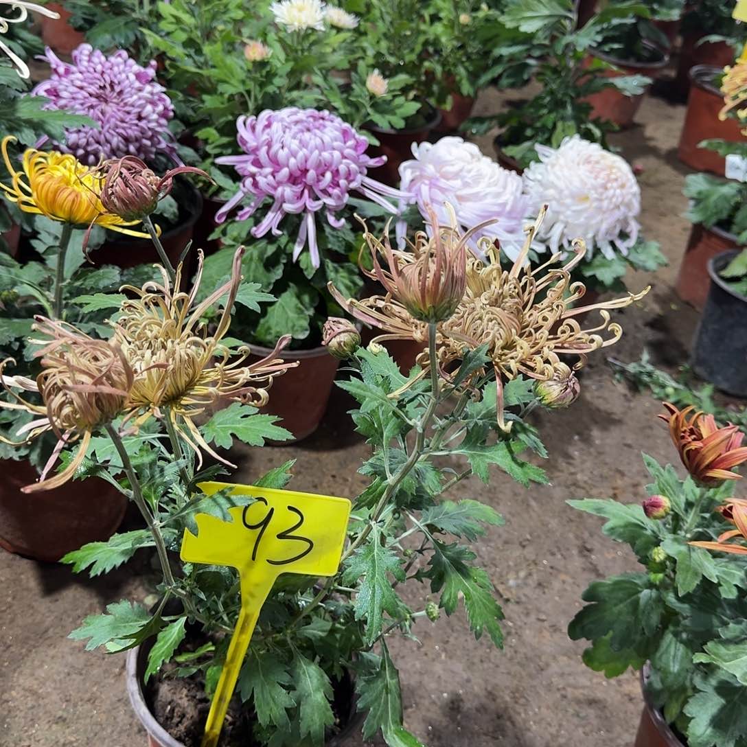 阳***田当前无花栽培后可以开花93