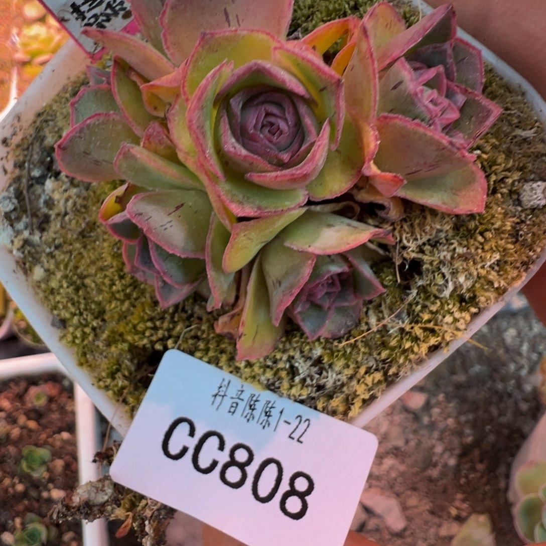 陈陈808紫绝潘侧芽量拍