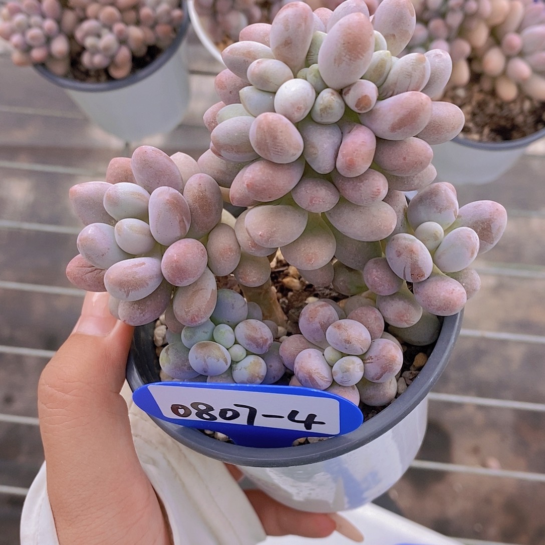 0807-4-汤圆缀福利一颗一物一拍